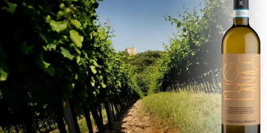 Lugana di Cantina Colli Morenici