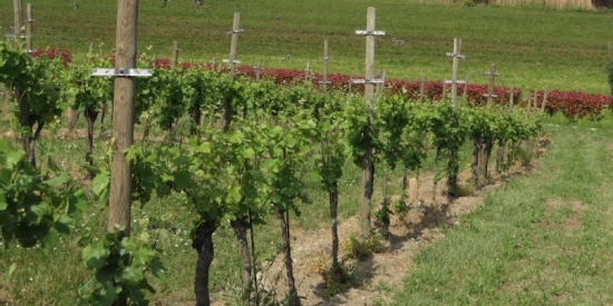 VINO SOSTENIBILE. PREMIO GAVI: A RICCI CURBASTRO FRANCIACORTA MENZIONE SPECIALE