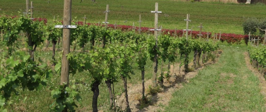 VINO SOSTENIBILE. PREMIO GAVI: A RICCI CURBASTRO FRANCIACORTA MENZIONE SPECIALE