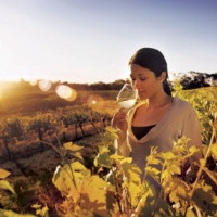 anticipazioni-vendemmia-prosecco-2013