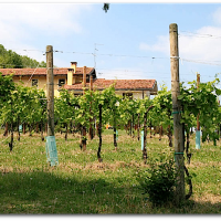 Azienda vinicola Milanese