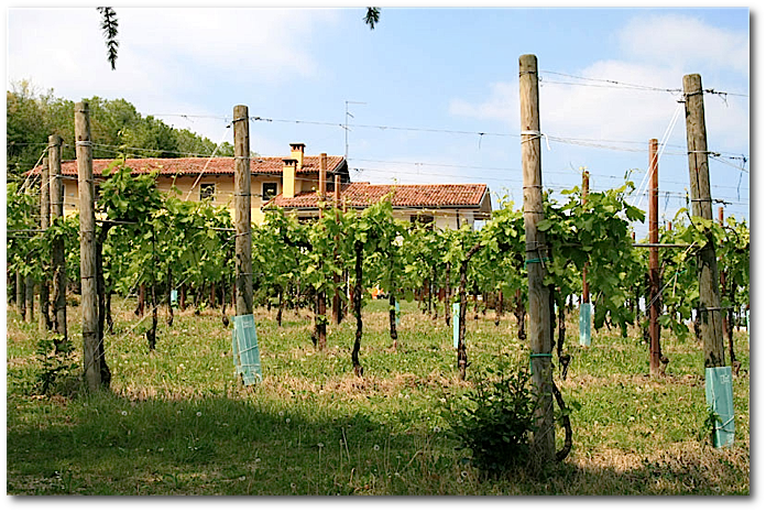 Azienda vinicola Milanese