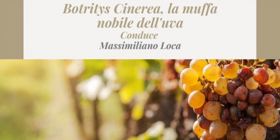 Degustazione Botritys Cinerea alla Pasina