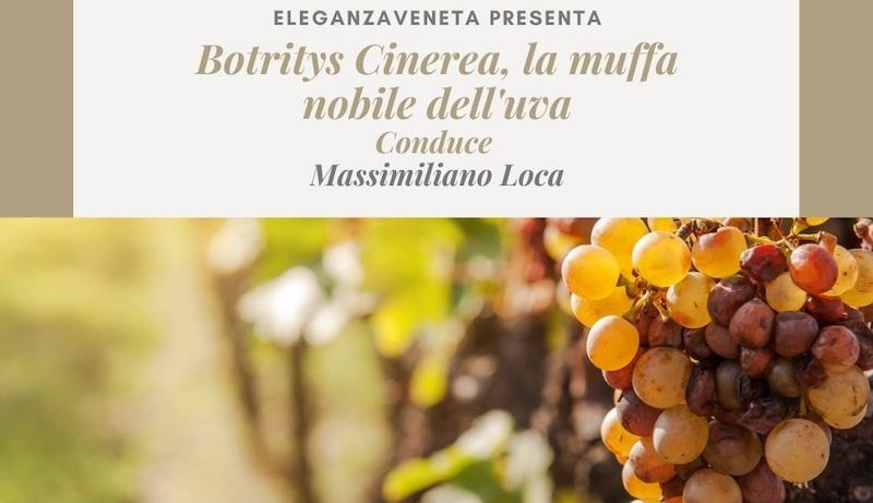 Degustazione Botritys Cinerea alla Pasina