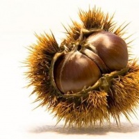 castagne-beneficienza-conegliano