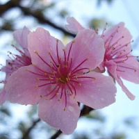 ciliegie-sciroppate.ricetta