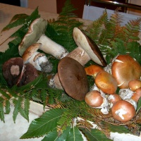 conegliano-in-fiore-autunno