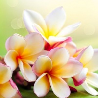 conegliano-in-fiori-autunno-2015