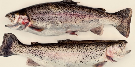 Un tuffo nel blu con Cookiamo