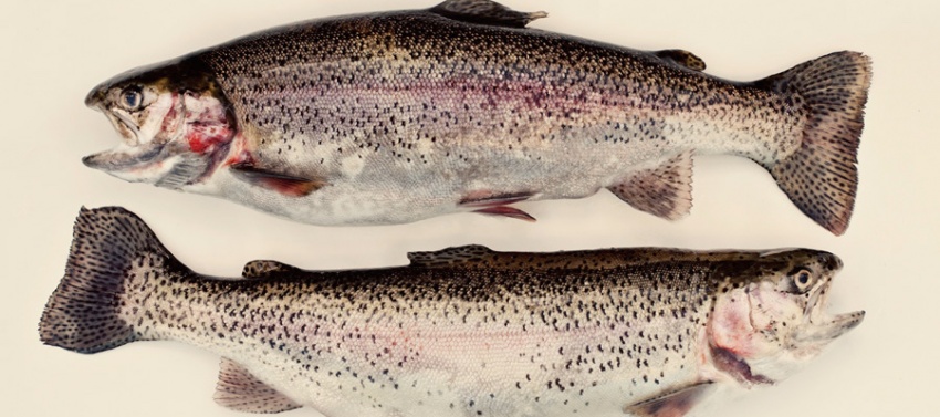 Un tuffo nel blu con Cookiamo