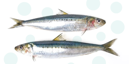 La rivincita del pesce azzurro