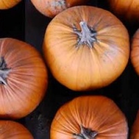 delize-da-gustare-autunno-conegliano