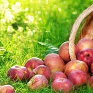 delizie-autunno-conegliano