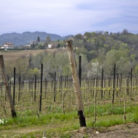 drusian-prosecco-valdobbiadene