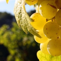 festa-dell-uva-conegliano