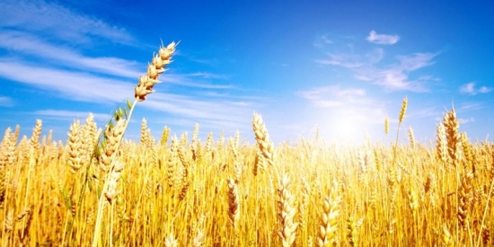 Festa dell’orzo a Pedavena