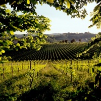 foto-prosecco-francesco-galifi