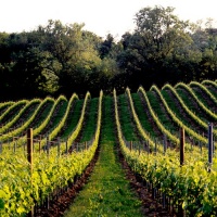 francesco-galifi-foto-prosecco