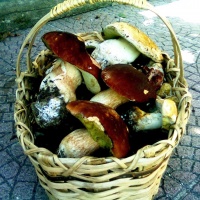 funghi-caffe-teatro-conegliano