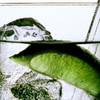 gin-municipio-conegliano