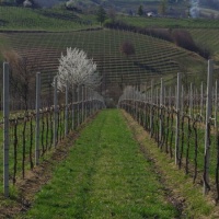 gli-allori-collalbrigo