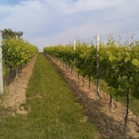 gli-allori-conegliano