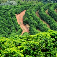 illy-monoarabica-brasile-capsule