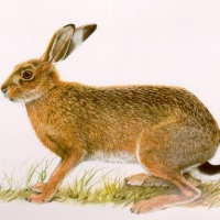 lepre-salmi-ristorante-ponzano