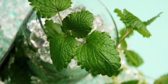 Mojito party al Mixer Cafè