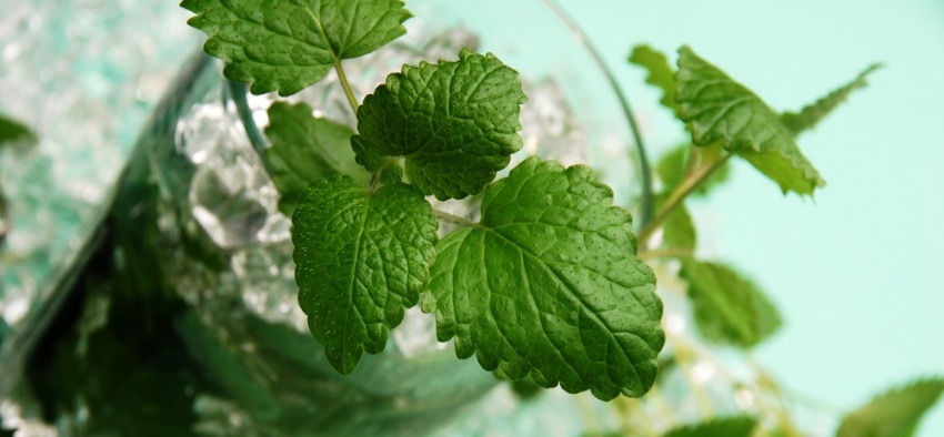 Mojito party al Mixer Cafè