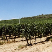 Orlandi Contucci Ponno