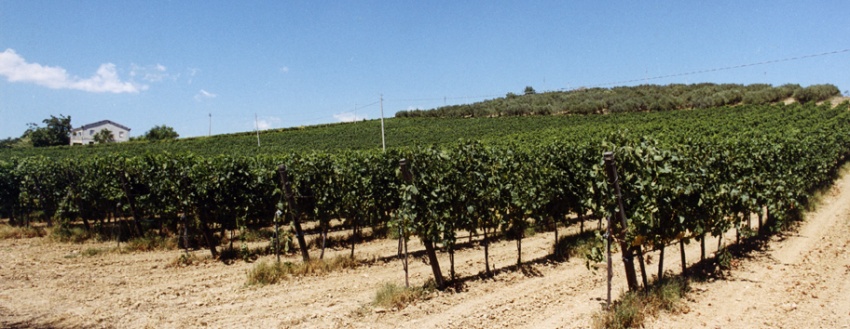 Orlandi Contucci Ponno