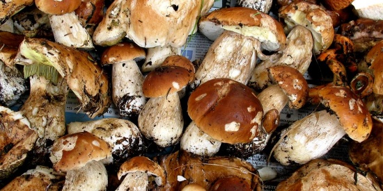 Conegliano in fiori d’autunno