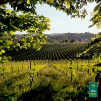 mostre-primavera-del-prosecco-2015