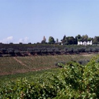 orlandi-contucci-ponno-vini-abruzzo