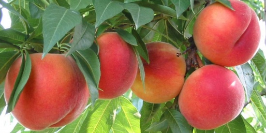 Il frutto dell’immortalità