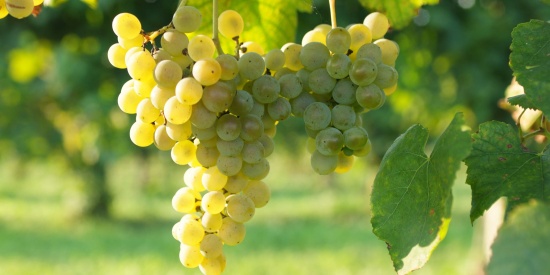 Le previsioni sulla vendemmia 2013