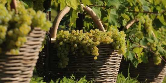 Le previsioni per la vendemmia 2015
