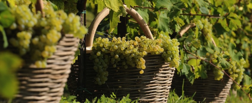 Le previsioni per la vendemmia 2015