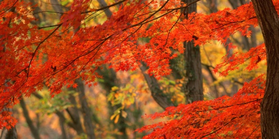 Il programma di ottobre al Gallileo