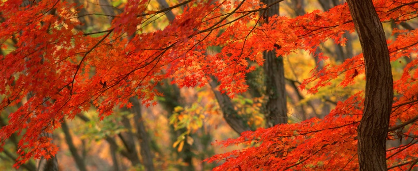 Il programma di ottobre al Gallileo