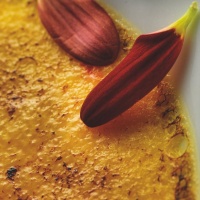 ricetta-dessert-natale