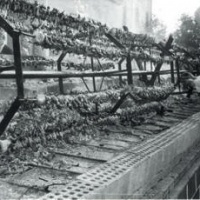 spiedo-gigante-pieve-soligo-sagra-osei