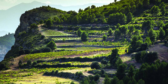 Vini da terre estreme 2020